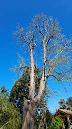 Photo n°14 de debarre Jericho à Verrières-le-Buisson (Jardinier)