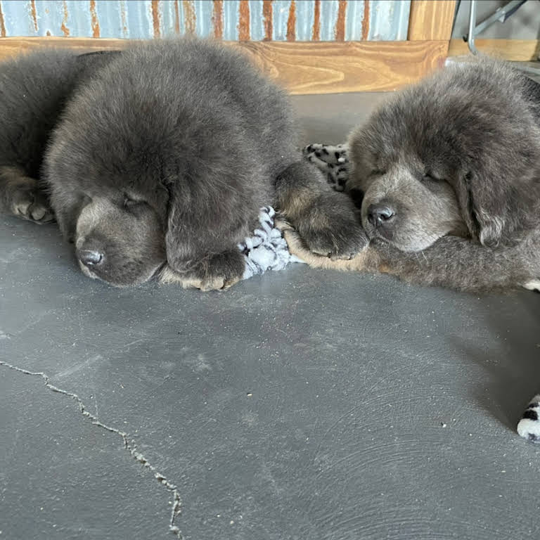 Blue Ridge Tibetan Mastiffs - Dog Breeder in Jamestown