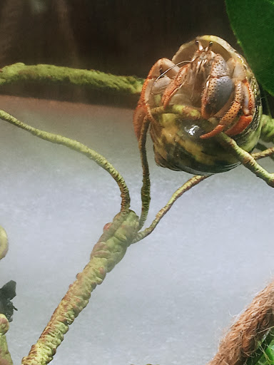 Mrs. K's Krabs - Thumbnail