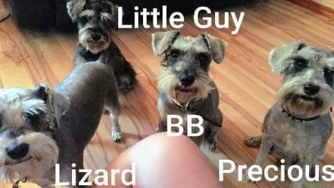 Sir Barks A Lot Puppies - Thumbnail