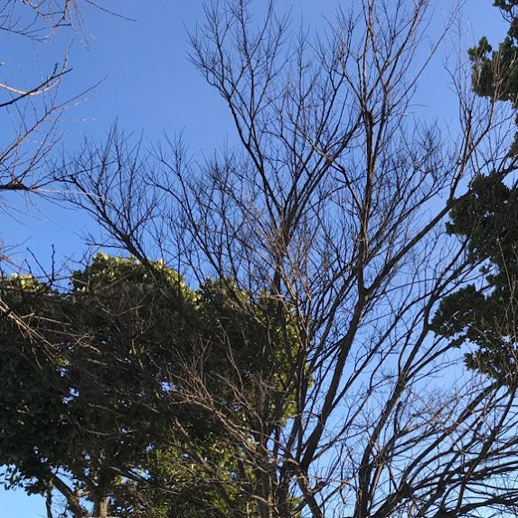 Tree cutting team in Constantia Cape town. Sukruddin Tree felling experts.