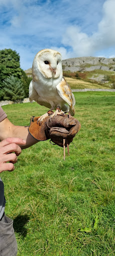 Settle Falconry - Visual