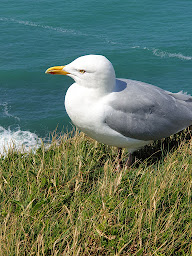 Photo n°34 de La Chaumière à Saint-Martin-Saint-Firmin (Gîte)