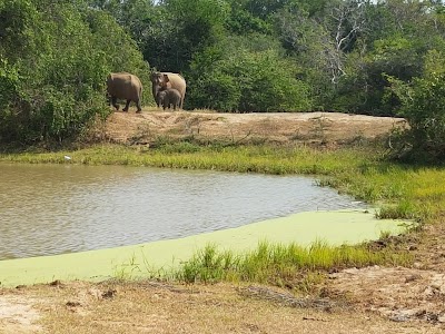 Photos of Yala National Park Safaris Sri Lanka