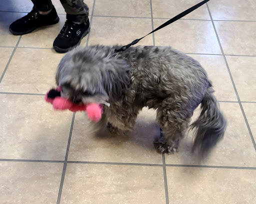 The Lucky Pupp - Thumbnail