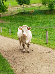 Photo n°2 de GAEC De Furgon à La Chapelle-Fleurigné (Éleveur)