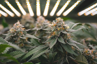 Photo of Top Crop Cannabis Dispensary - Ontario