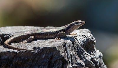 Photos of Hoedspruit Endangered Species Centre