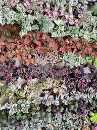 Photo n°46 de Jardinerie Les jardins de Beaune 45340 - J'DEA à Beaune-la-Rolande (Pépinière)