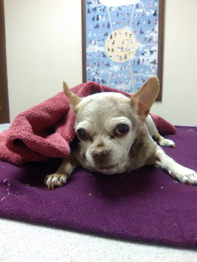 Animal Hospital of Nicholasville - Thumbnail