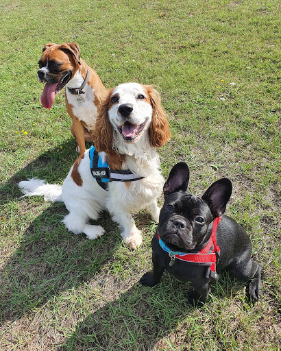 Paws Up Pet Care - Thumbnail