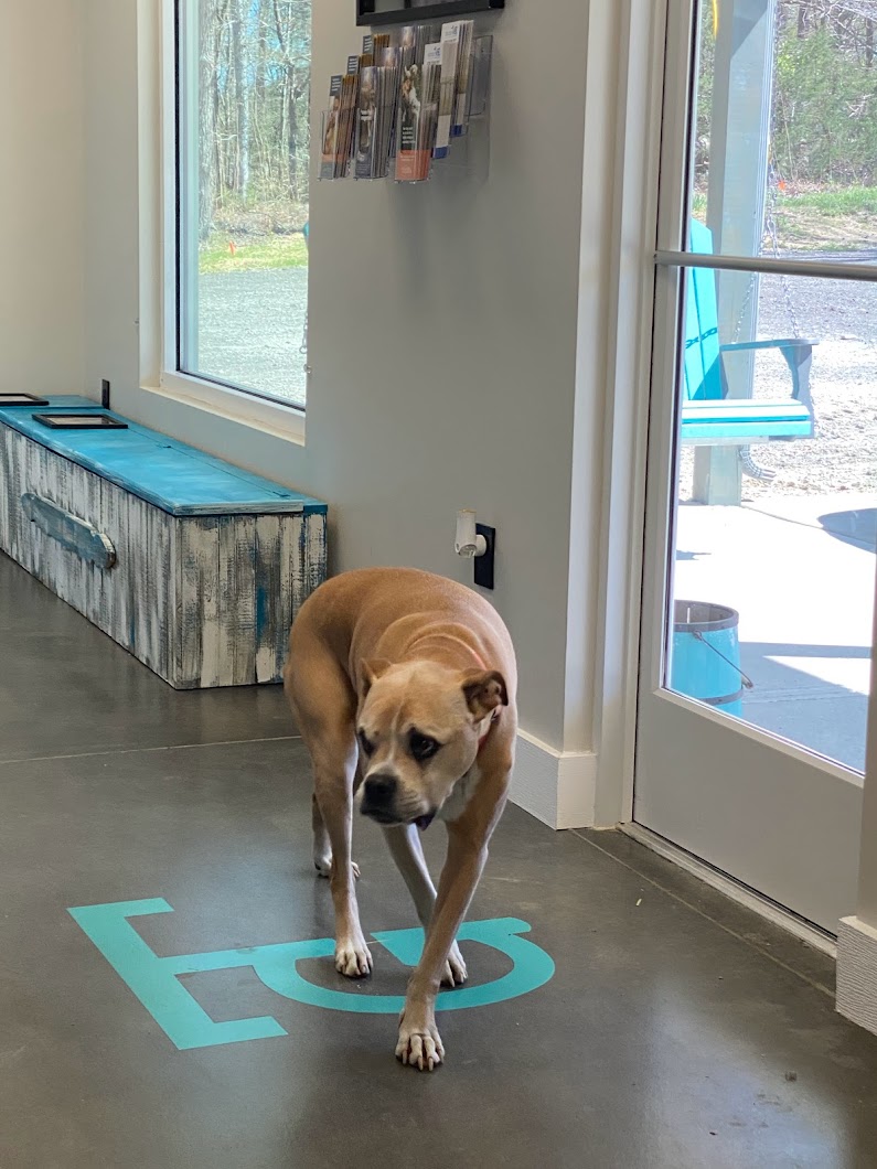 TopGun Veterinarian Service LLC