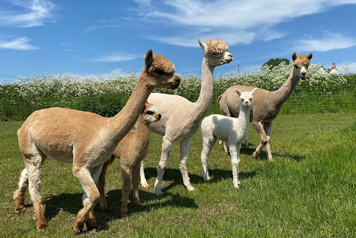 Charnwood Forest Alpacas