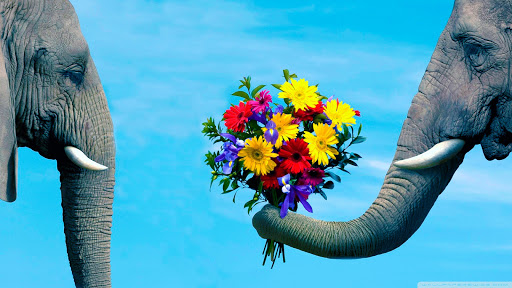 Midway Floral and Gifts - Thumbnail