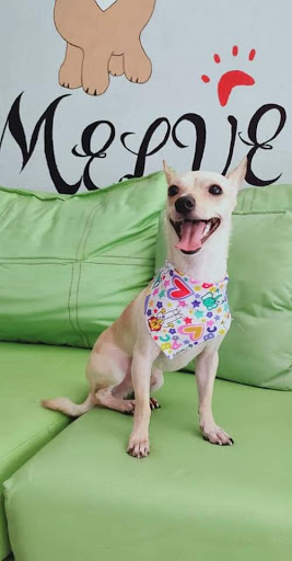 Clínica veterinaria Melve Logo