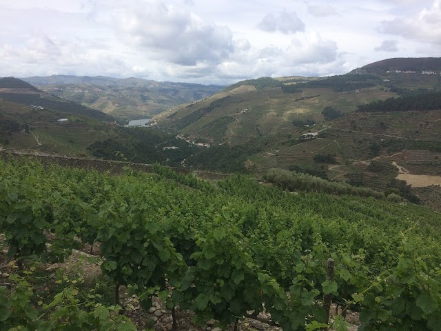 Quinta do Noval- vinhas e adega