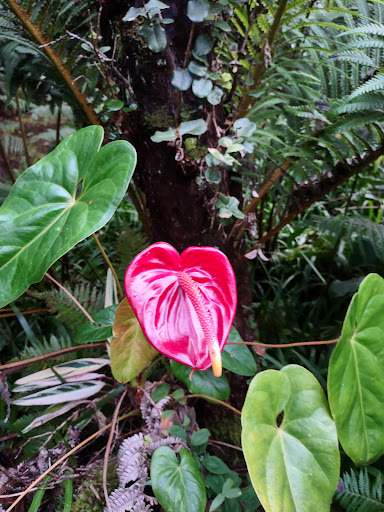 Waiakea Forest Reserve - Thumbnail