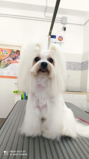 Master Groom - Visual