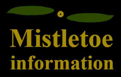 Mistletoe information - Visual