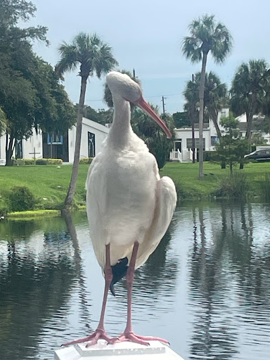 New Port Richey Walk Of Fame - Thumbnail