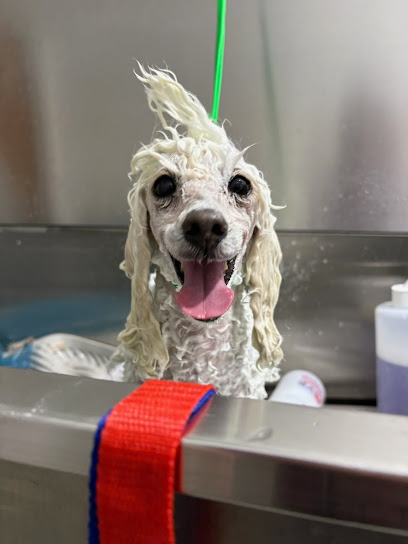 Groovy Grooms Doggy Spa