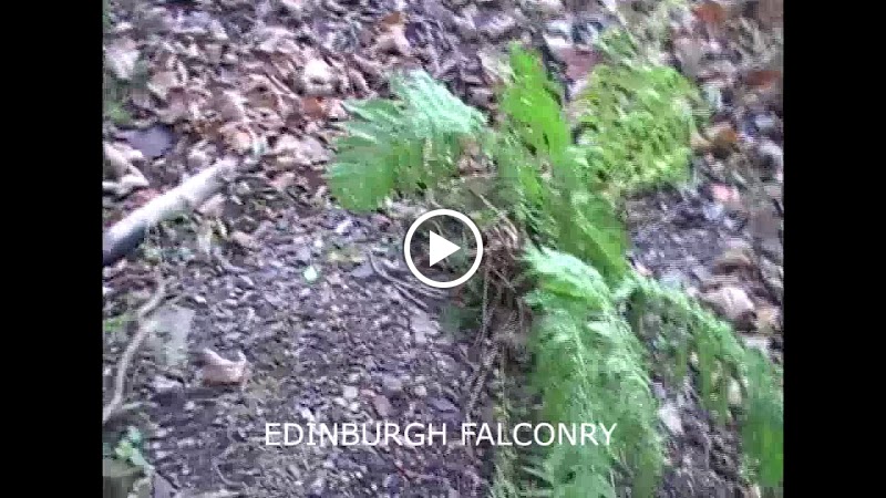 Edinburgh Falconry & Fishing photo 3