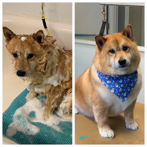 Paws & Relax Pet Spa - Thumbnail
