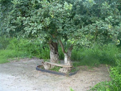 Photos of The tomb of Abu Yaqub Albadece