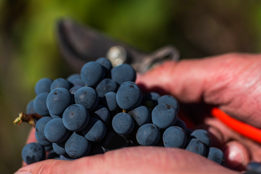 Photo de Vignobles Le Pottier à Saint-Médard-de-Guizières (33230)