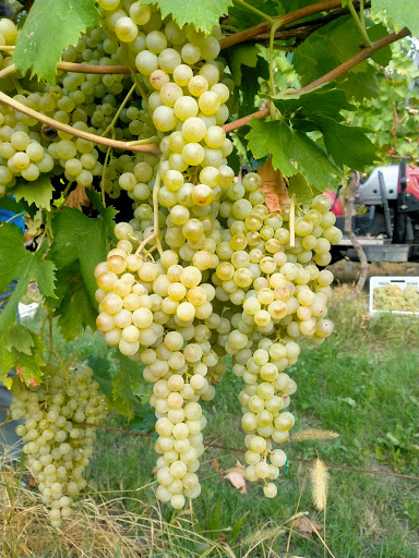 Cascina Artuso - Thumbnail