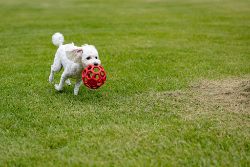 Pet Fields Bolton- Enclosed Dog Field Bolton - Thumbnail