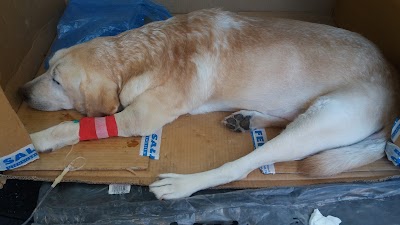 Photos of Ambulatorio Veterinario Dott. Silighini Christian