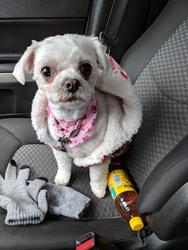 Dog Gone Pretty