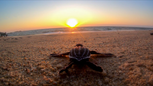 Campamento Tortuguero Mayto - Thumbnail