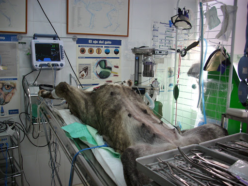 Clínica Veterinaria Benejuzar