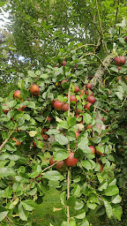 Photo n°35 de Le Moulin de la Place à Trois-Rivières (Maison de vacances)