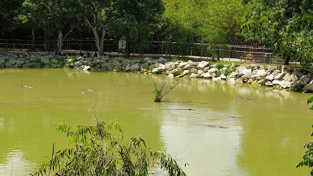 Everglades Alligator Farm