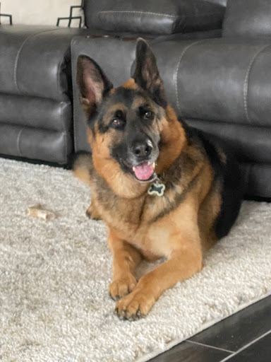Woofpackpro.com - Visual