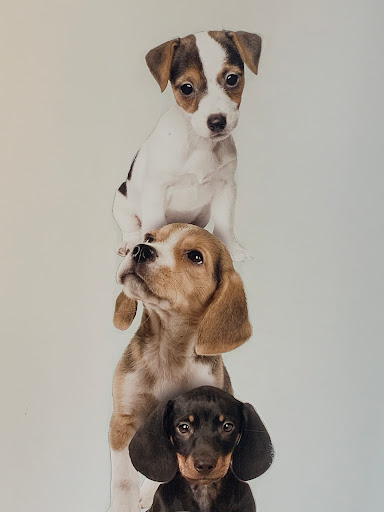 Dierenartsen Heerenveen - Thumbnail