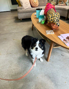 Photo of PAZ Veterinary South Perro