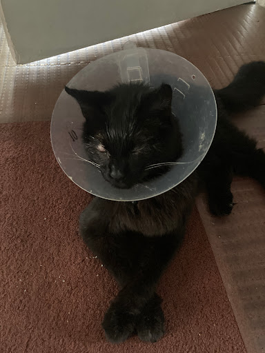 Animal Hospital Santa Fe - Thumbnail