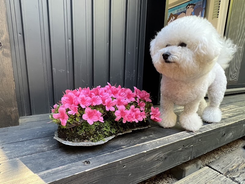 盆栽藤原 bonsaifujiwara