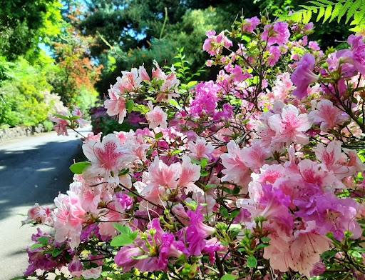 Darts Hill Garden Park - Thumbnail