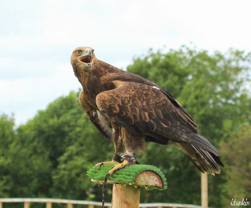 Yarak Birds of Prey - Thumbnail