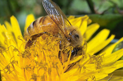 Airborne Honey Ltd Gallery - New Zealand