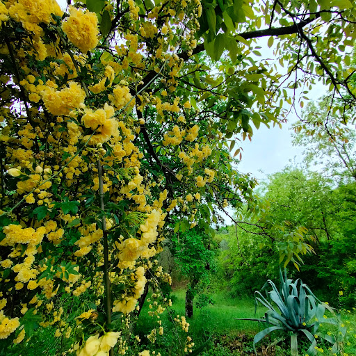 Cascina - Visual