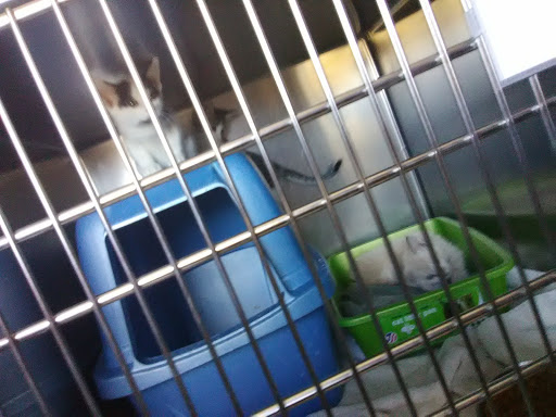 Simpson County Animal Shelter - Thumbnail