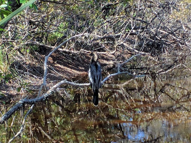 Sanibel-Captiva Conservation Foundation