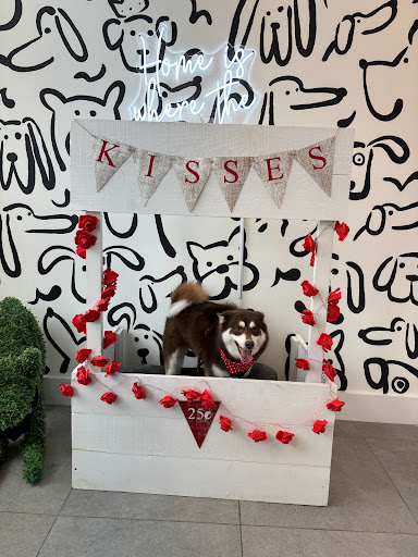 Pampered Pooch Grooming & Boutique - Thumbnail