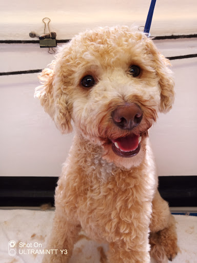 Arty Wyler Dog Grooming - Thumbnail